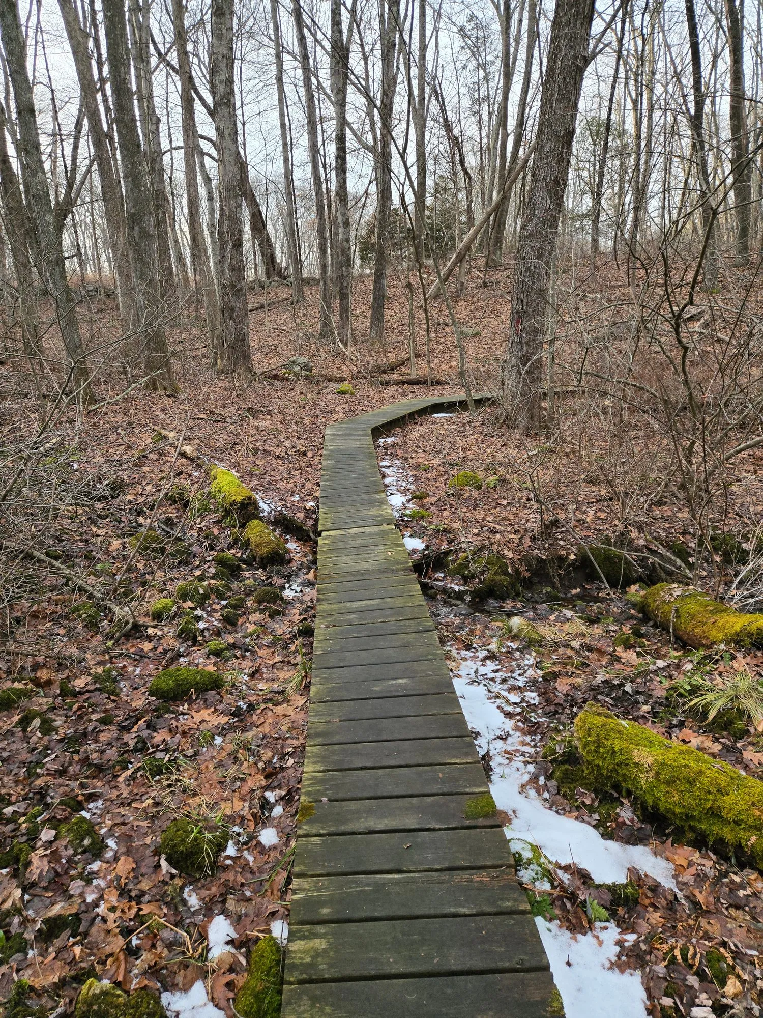 A weathered wooden boardwalk winding through a bare winter forest, with patches of snow and moss on the ground.