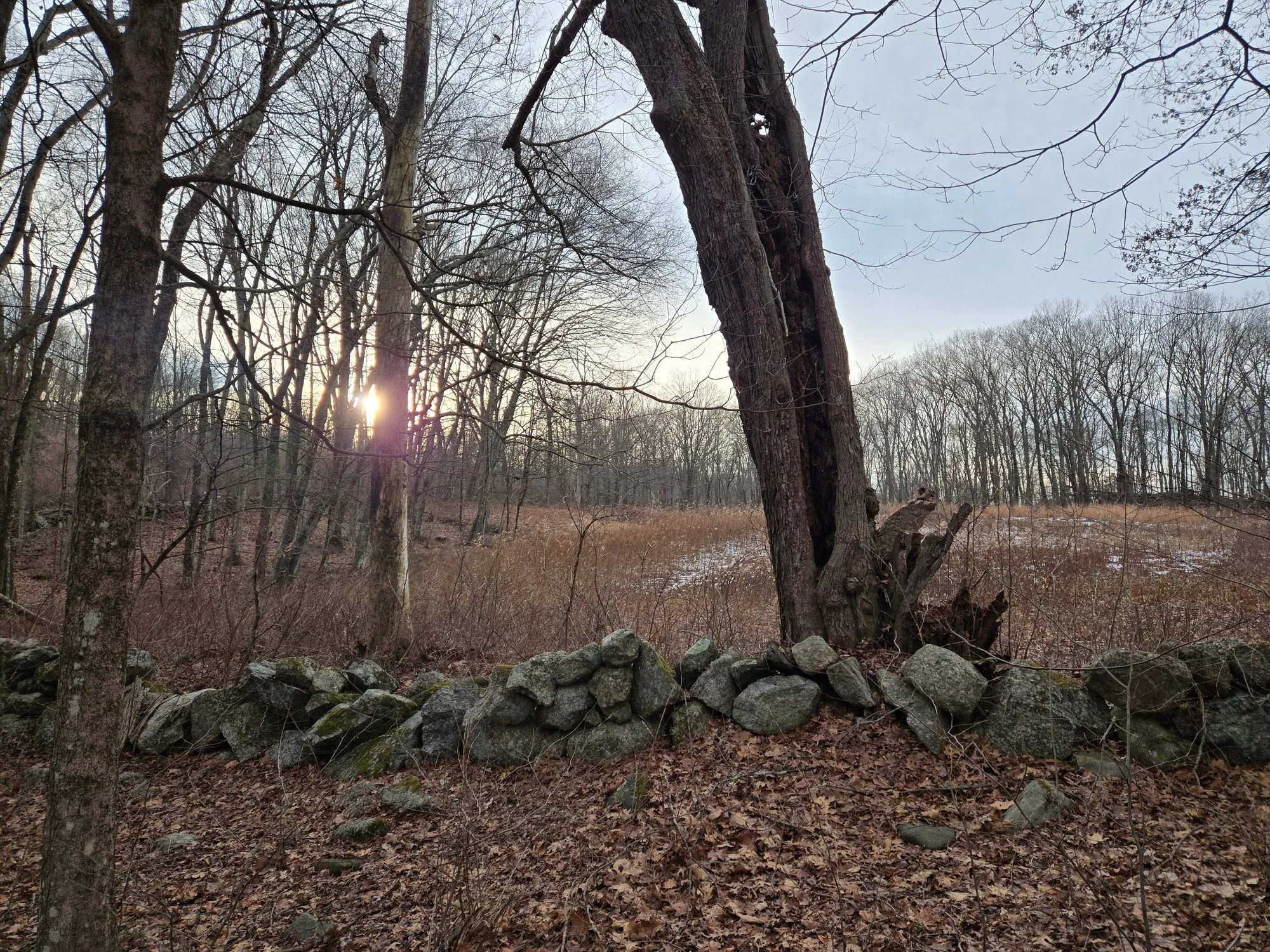 A low fieldstone wall in the foreground with bare winter trees and a twin-trunked tree, an open field of tan dried grass beyond, and the sun setting through the trees at dusk.